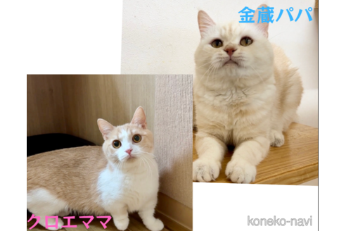 販売中の岐阜県のマンチカン(短足)-118990の2枚目